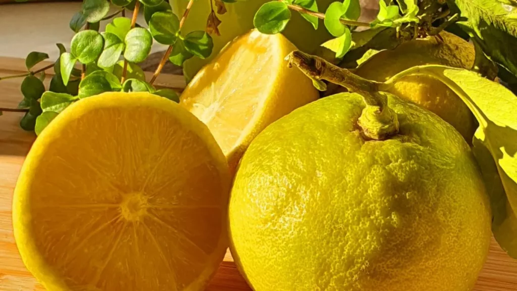 Il bergamotto: tesoro profumato della calabria